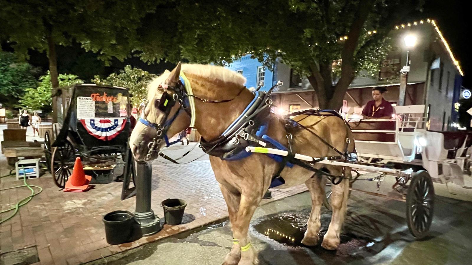 Cart horse in Savannah city market