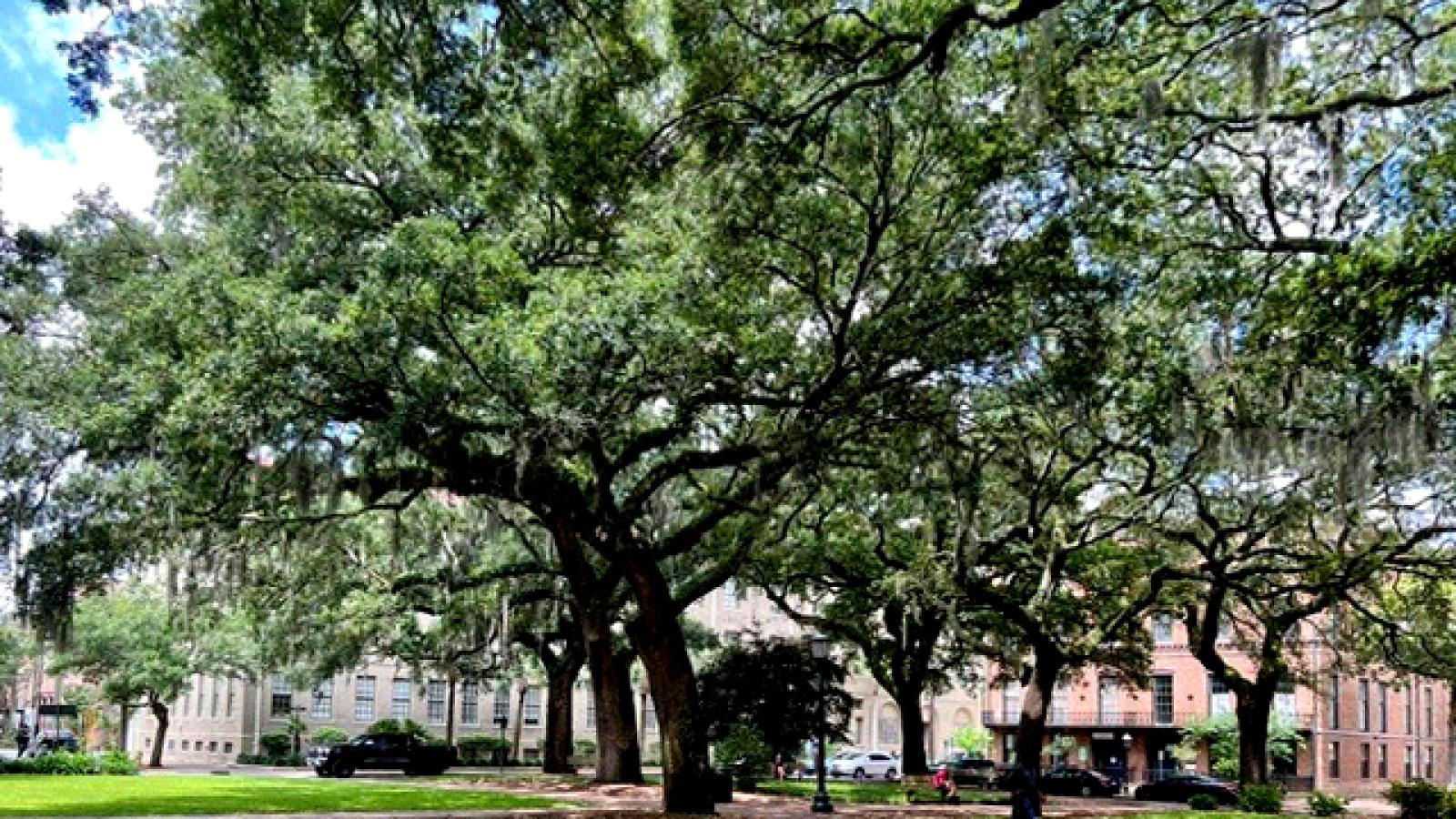Oglethorpe Square in Savannah