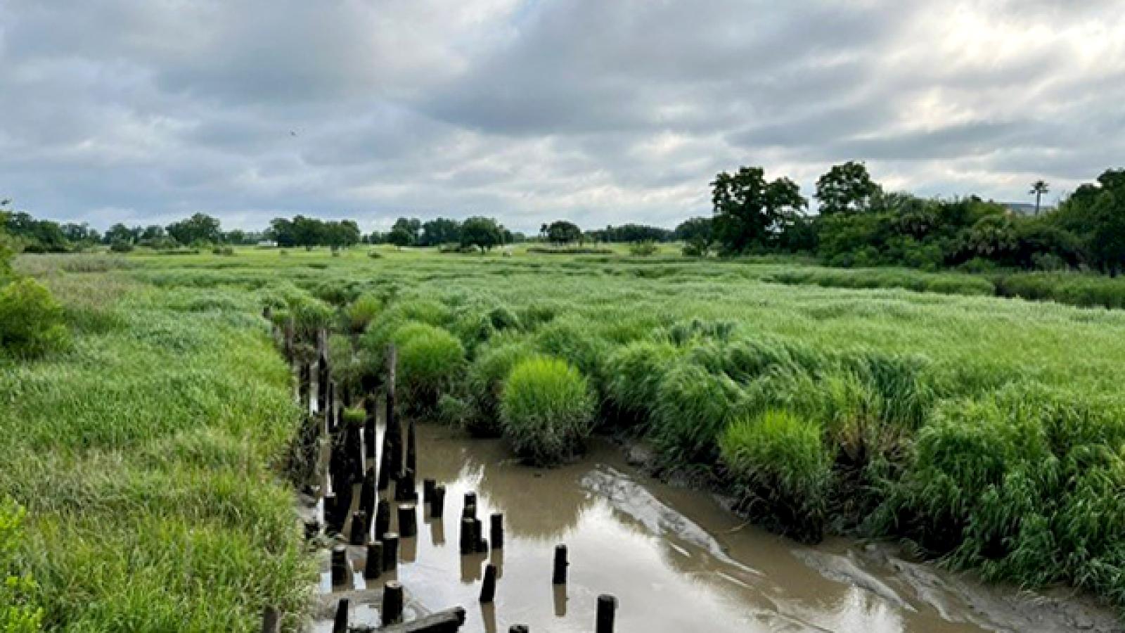 Marshland of Savannah